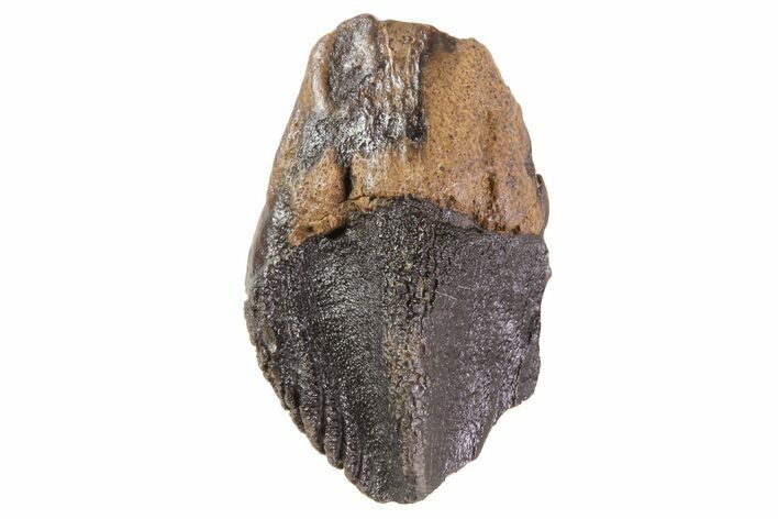Triceratops Tooth Crown (Little Wear) - Montana #69127